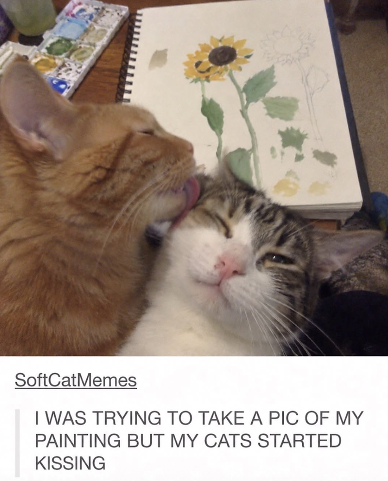 SoftCatMemes I WAS TRYING TO TAKE A PIC OF MY PAINTING BUT MY CATS STARTED KISSING