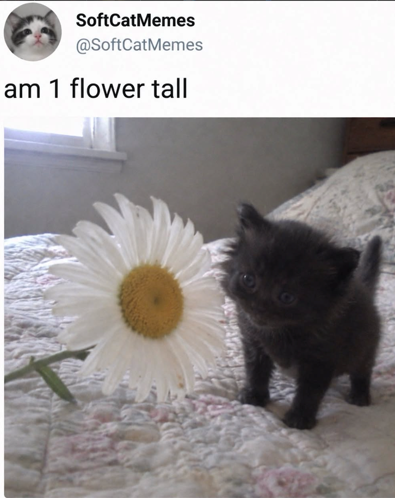 SoftCatMemes @SoftCatMemes am 1 flower tall