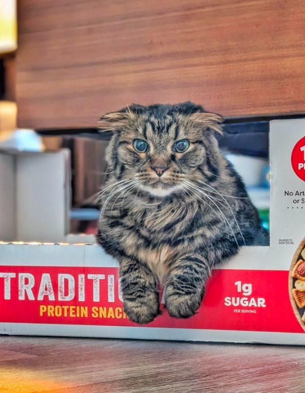 TRADITIO PROTEIN SNACK 1g SUGAR PER SERVING P No Art or S