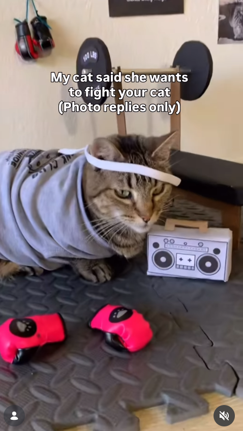 My cat said she wants to fight your cat (Photo replies only) WIDE 00 9