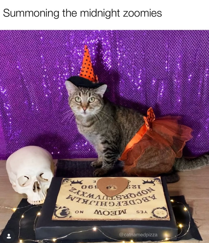 Summoning the midnight zoomies YES MEOW SON NOPQRSTUVWXYZ 123 890 E @catnamedpizza