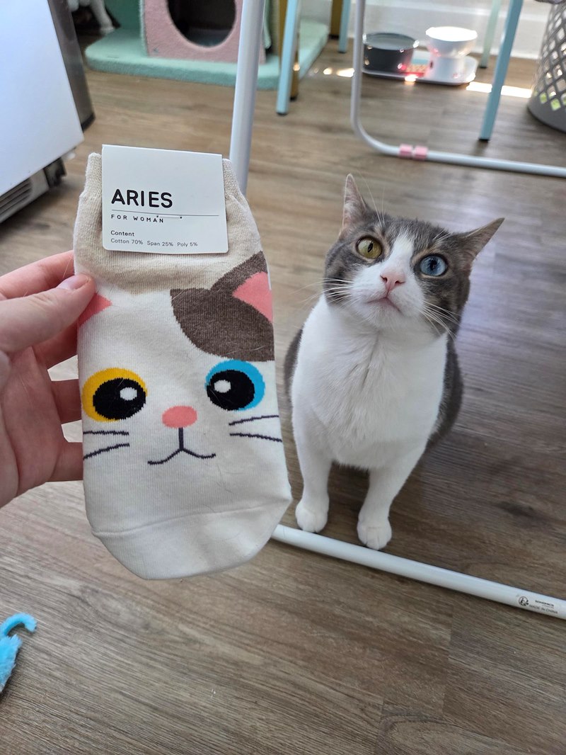 ARIES FOR WOMAN Content Cotton 70% Span 25% Poly 5% Re