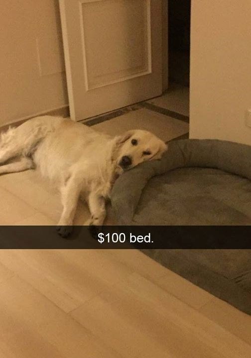 $100 bed.