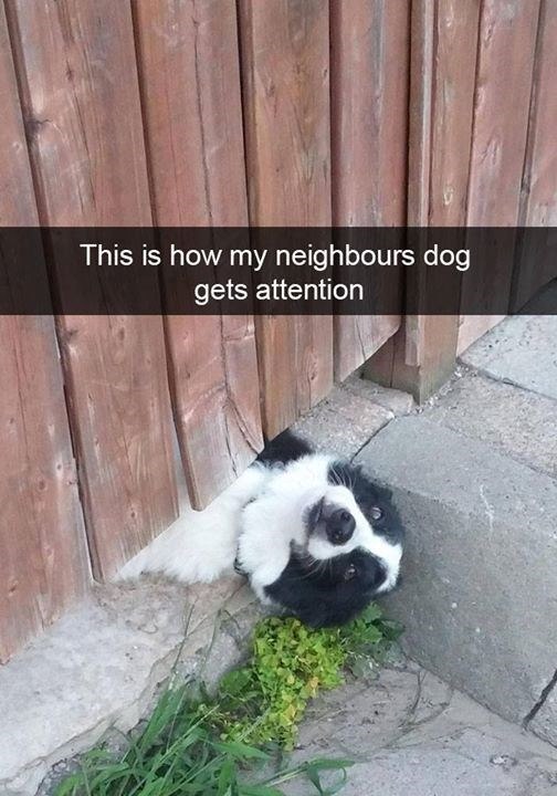 This is how my neighbours dog gets attention