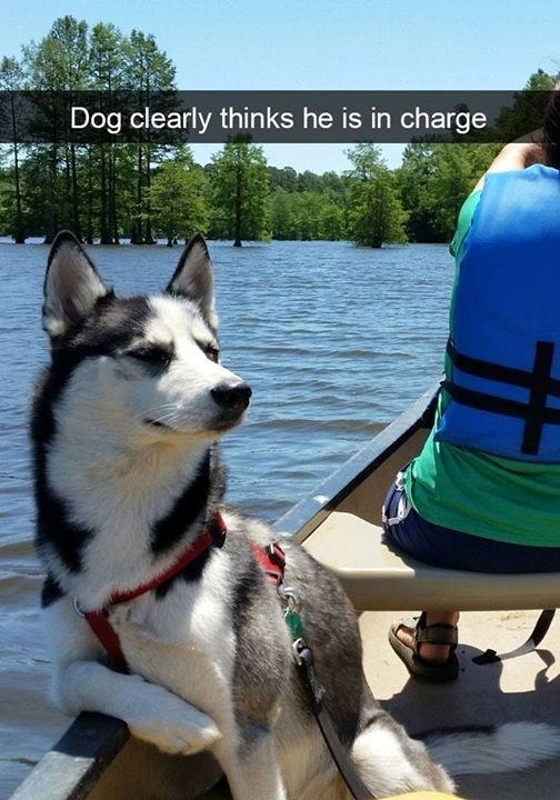 Dog clearly thinks he is in charge