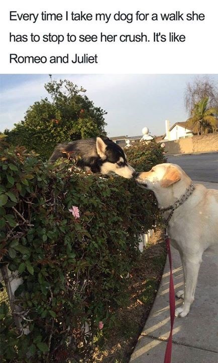 Every time I take my dog for a walk she has to stop to see her crush. It's like Romeo and Juliet