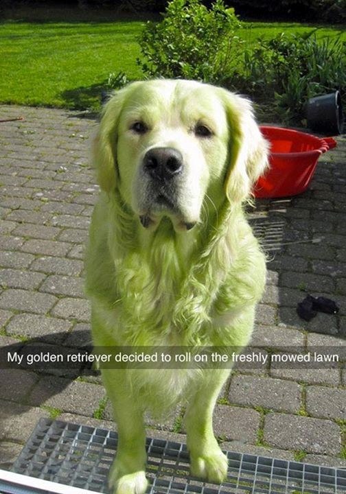 My golden retriever decided to roll on the freshly mowed lawn