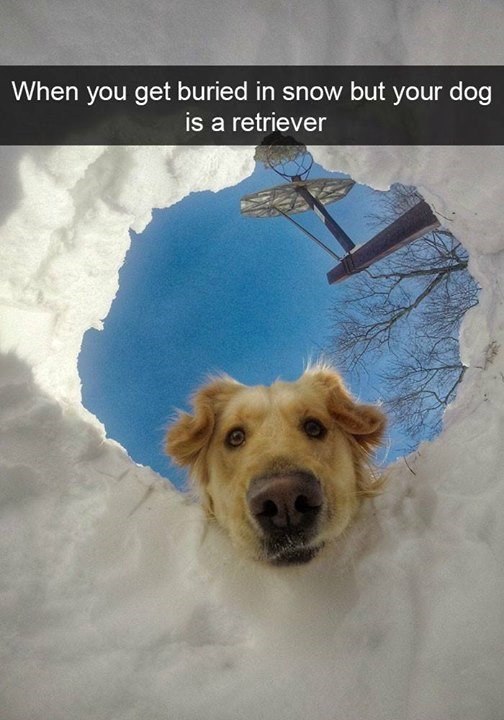 When you get buried in snow but your dog is a retriever