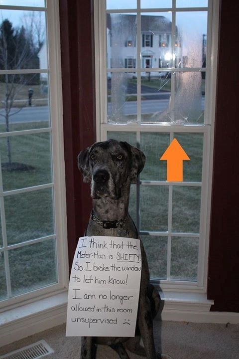 I think that the Meter-Man is SHIFTY So I broke the window to let him know! I am no longer allowed in this room unsupervised