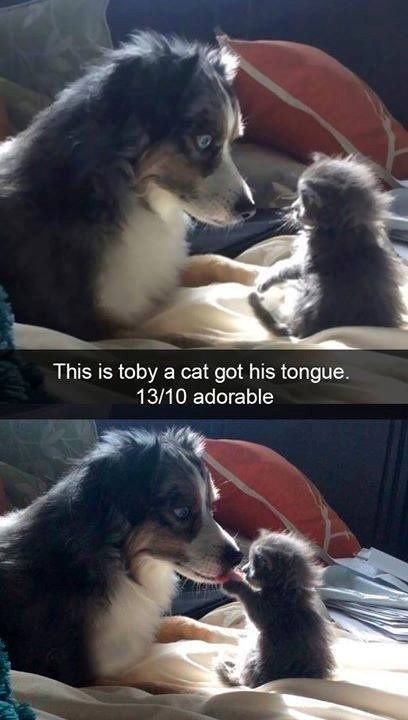This is toby a cat got his tongue. 13/10 adorable
