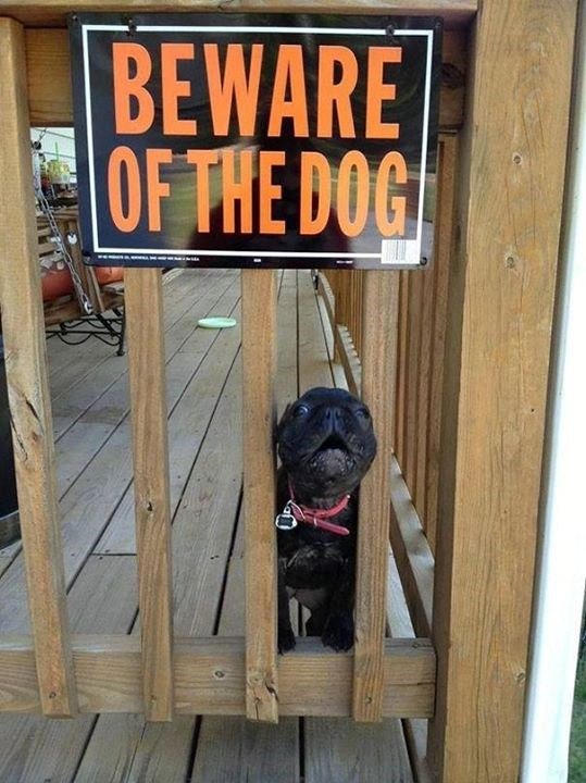 BEWARE OF THE DOG
