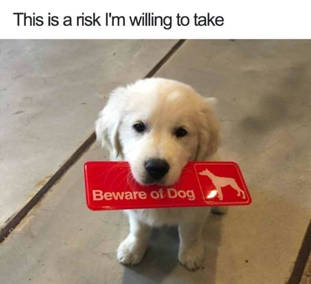 This is a risk I'm willing to take Beware of Dog