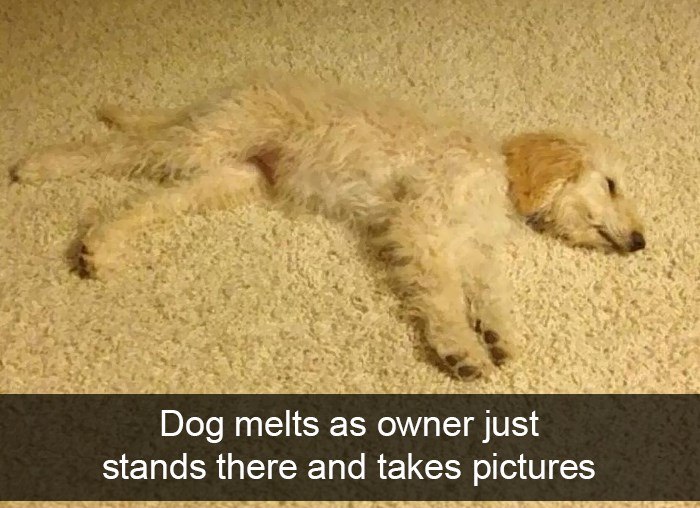 Dog melts as owner just stands there and takes pictures
