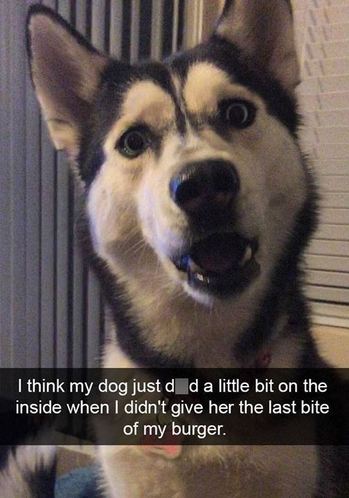 I think my dog just did a little bit on the inside when I didn't give her the last bite of my burger.