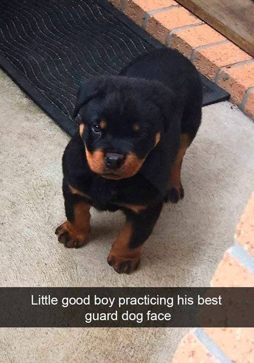 Little good boy practicing his best guard dog face