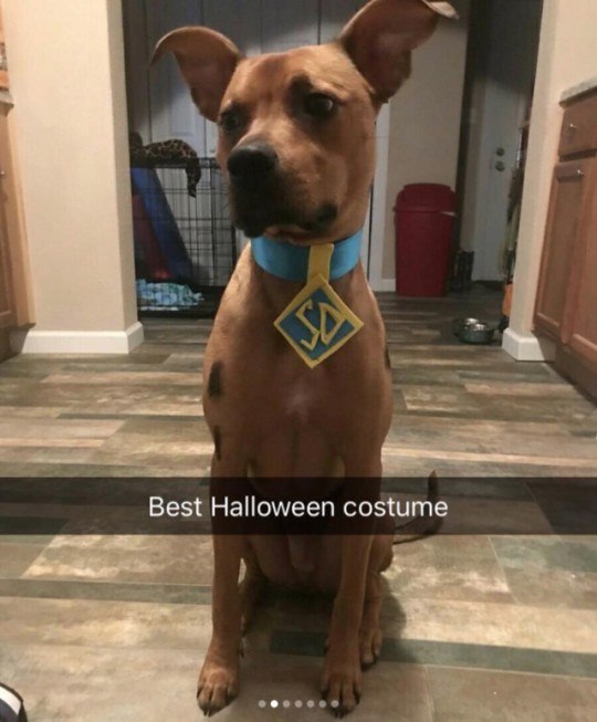 Best Halloween costume
