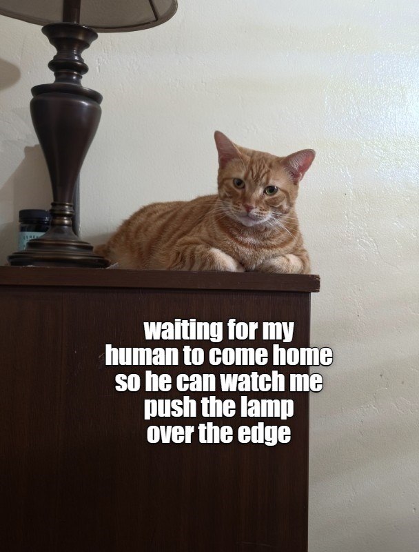 waiting for my human to come home so he can watch me push the lamp over the edge
