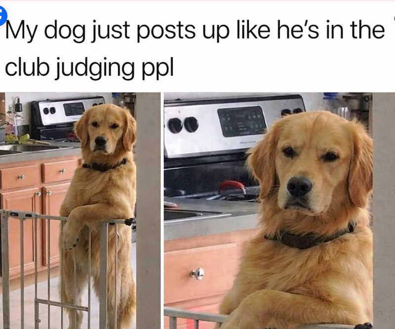 My dog just posts up like he's in the club judging ppl