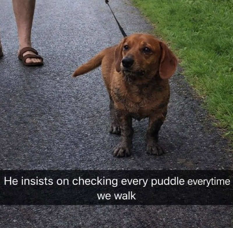 A He insists on checking every puddle everytime we walk