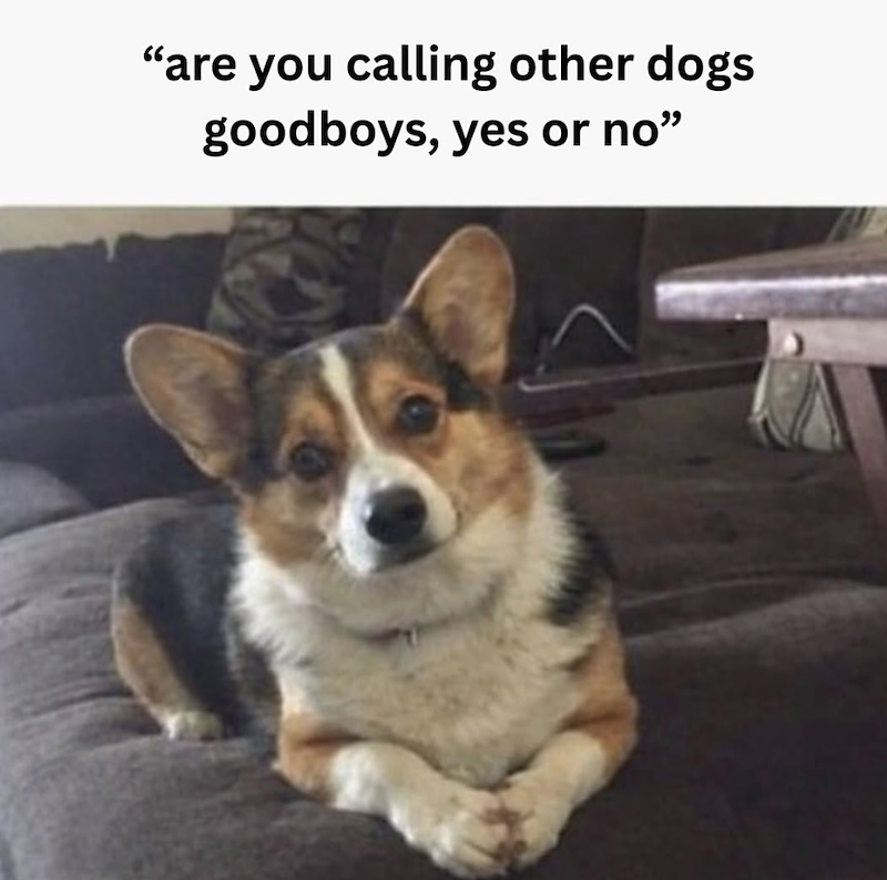 "are you calling other dogs goodboys, yes or no❞