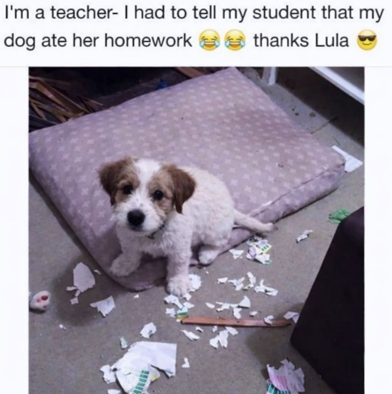 I'm a teacher- I had to tell my student that my dog ate her homework thanks Lula