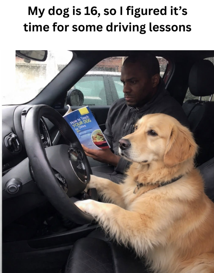 My dog is 16, so I figured it's time for some driving lessons How to Teach YOUR DOG to Drive