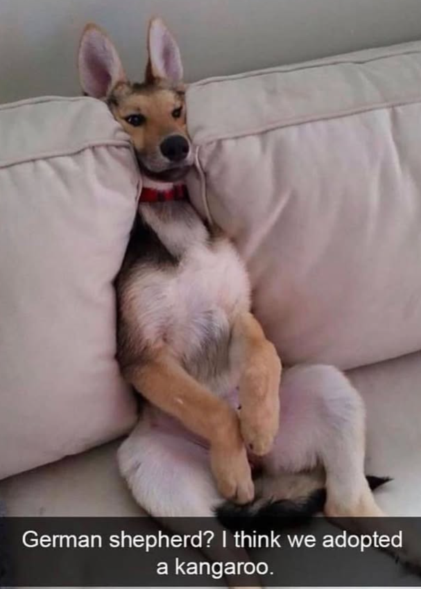 German shepherd? I think we adopted a kangaroo.
