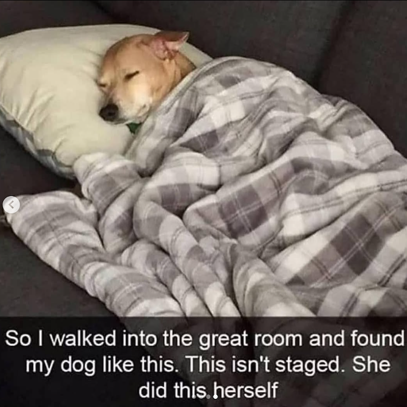 So I walked into the great room and found my dog like this. This isn't staged. She did this. herself