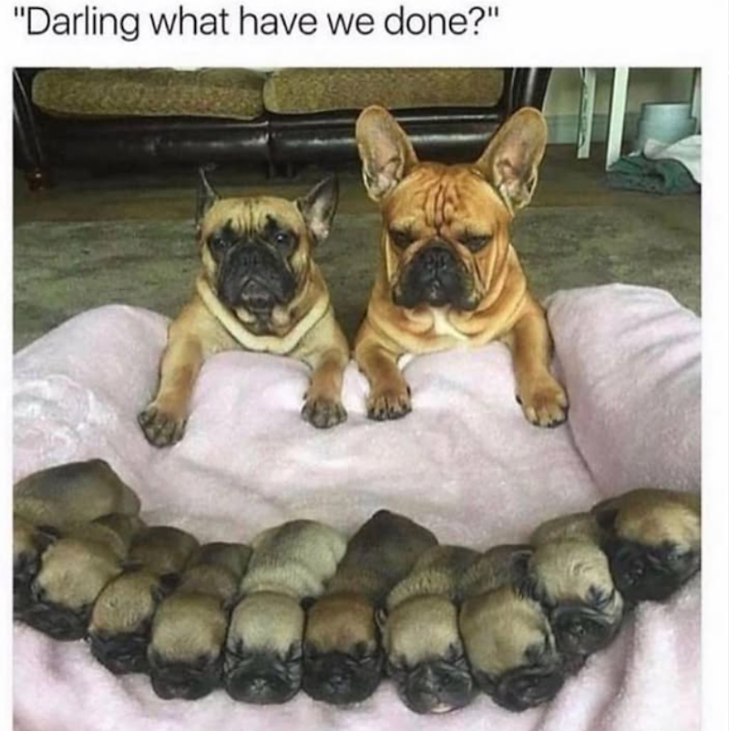 "Darling what have we done?"