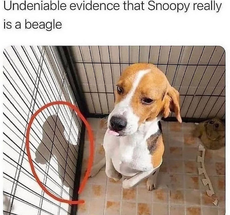 Undeniable evidence that Snoopy really is a beagle
