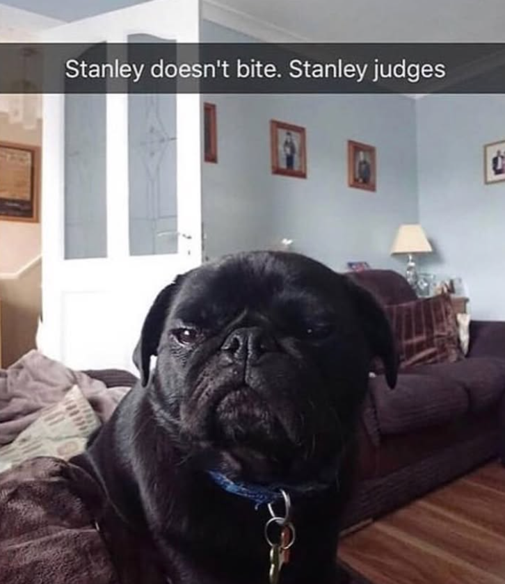 Stanley doesn't bite. Stanley judges
