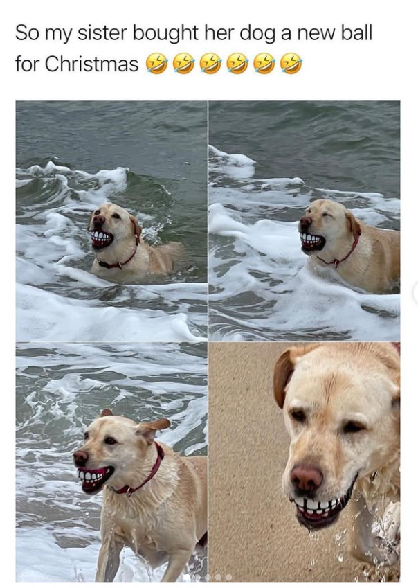 So my sister bought her dog a new ball for Christmas