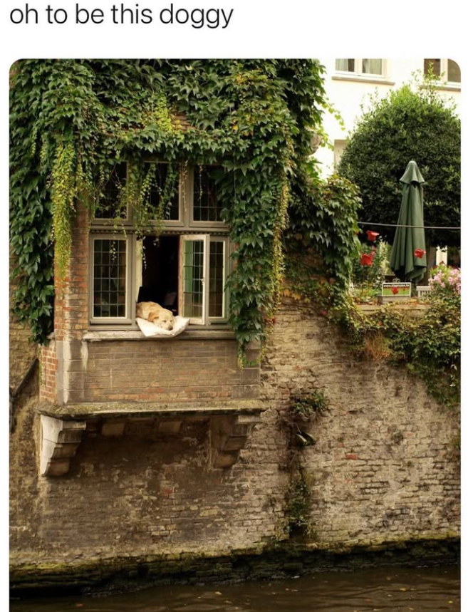oh to be this doggy