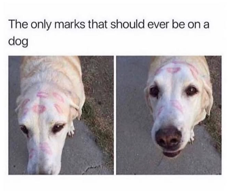 The only marks that should ever be on a dog