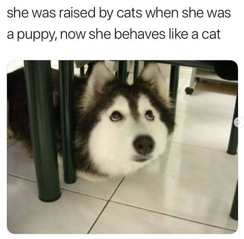 she was raised by cats when she was a puppy, now she behaves like a cat