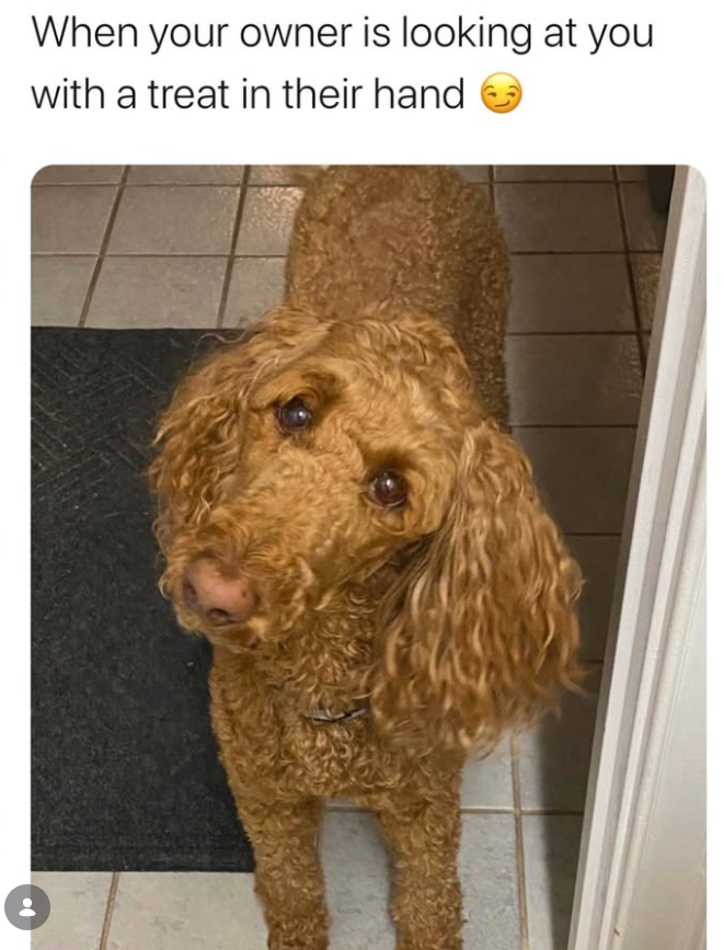 When your owner is looking at you with a treat in their hand