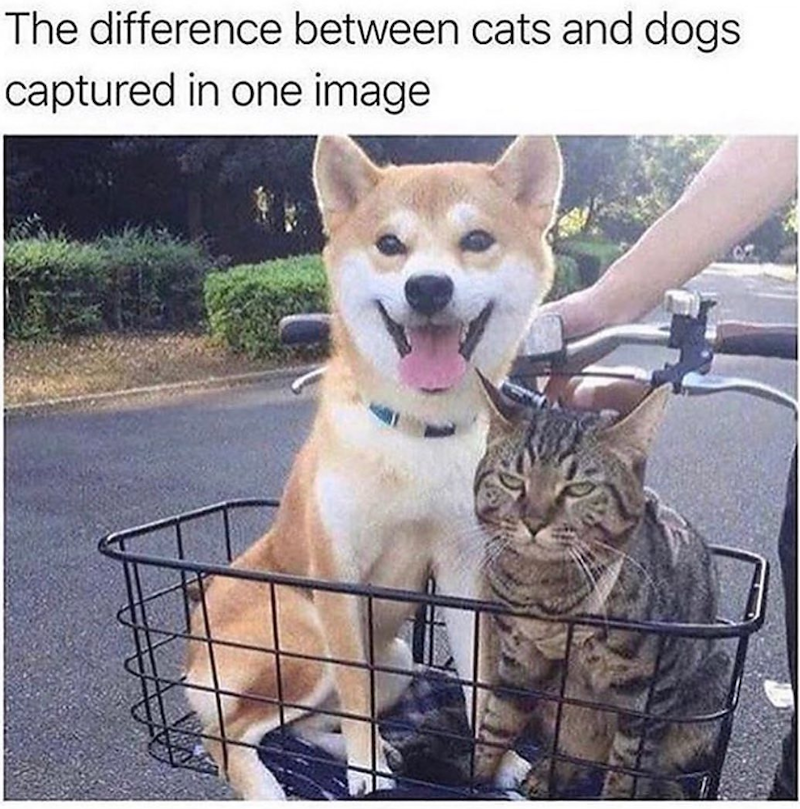 The difference between cats and dogs captured in one image