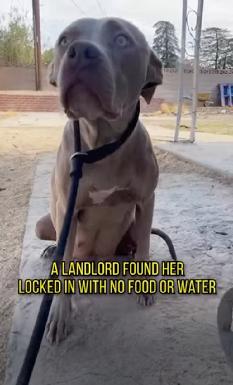 A LANDLORD FOUND HER LOCKED IN WITH NO FOOD OR WATER