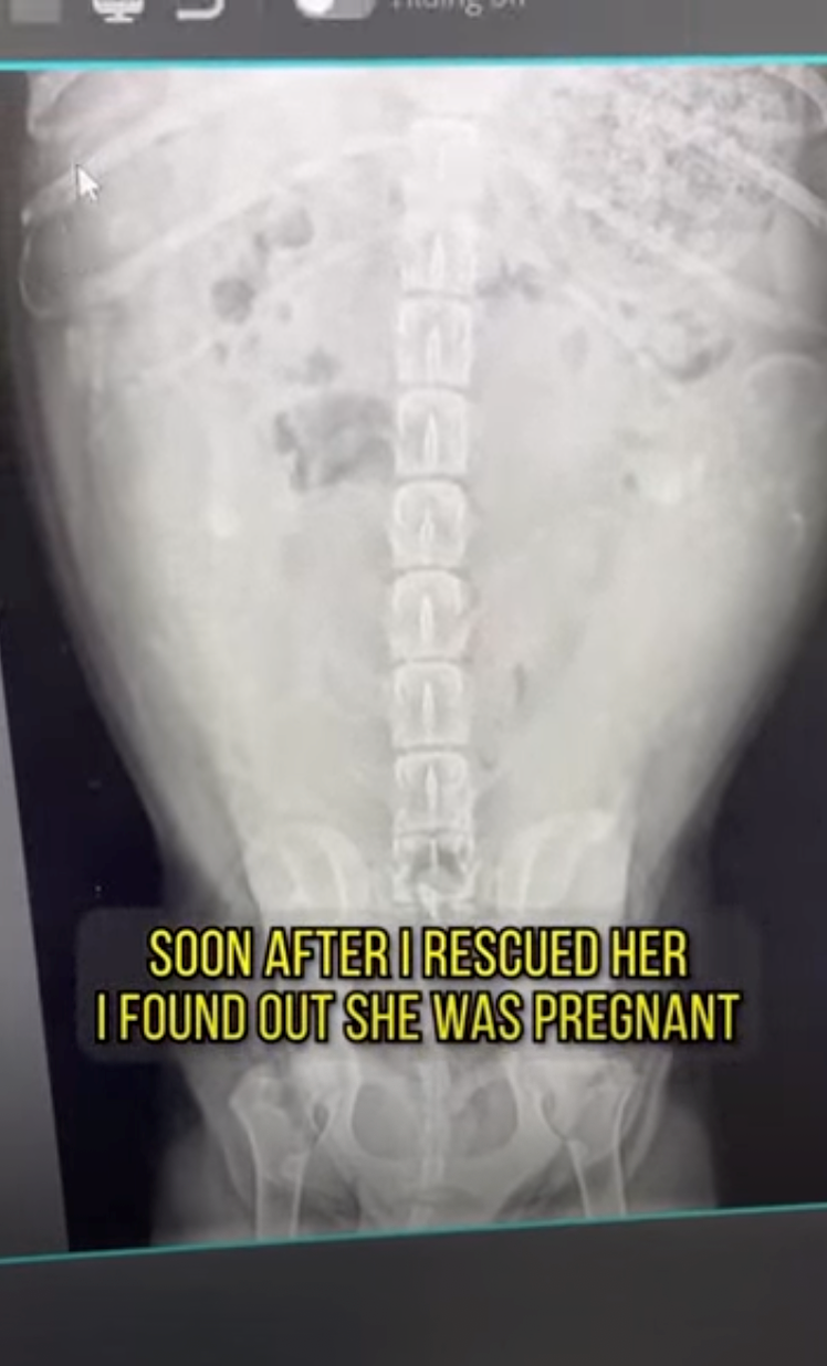 GGGGGGAR SOON AFTER I RESCUED HER I FOUND OUT SHE WAS PREGNANT