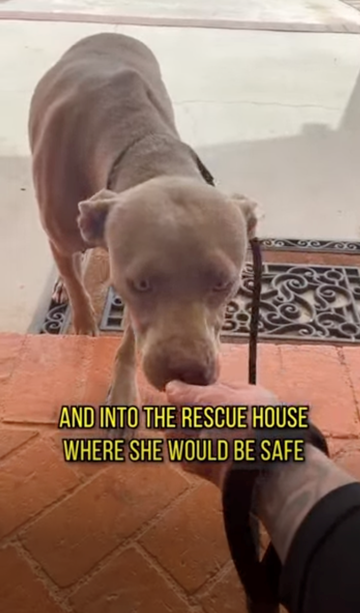 6039 AND INTO THE RESCUE HOUSE WHERE SHE WOULD BE SAFE