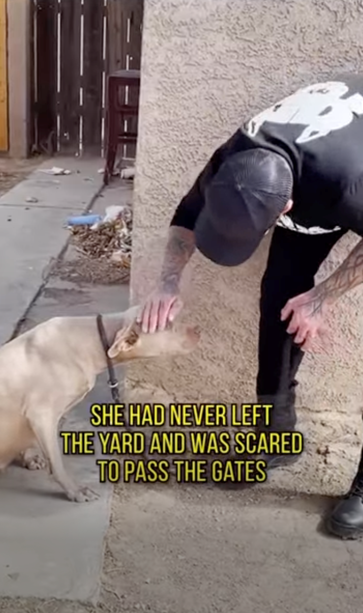 SHE HAD NEVER LEFT THE YARD AND WAS SCARED TO PASS THE GATES