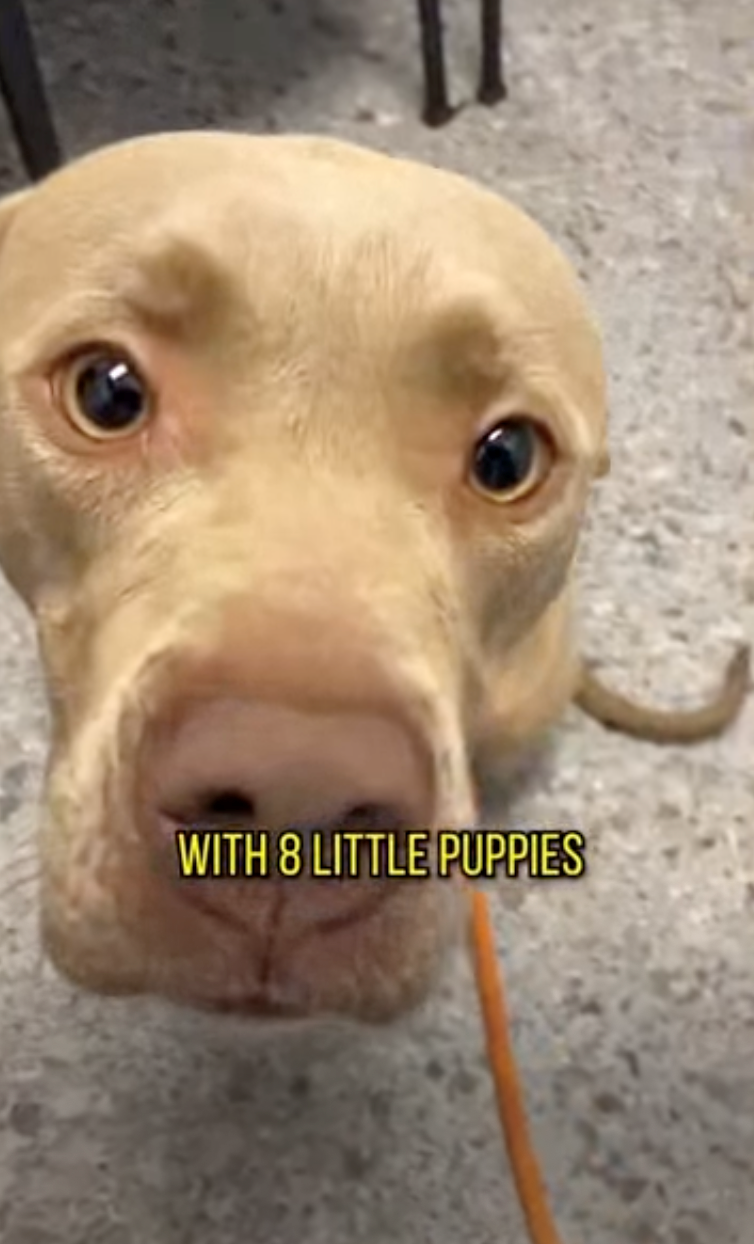WITH 8 LITTLE PUPPIES