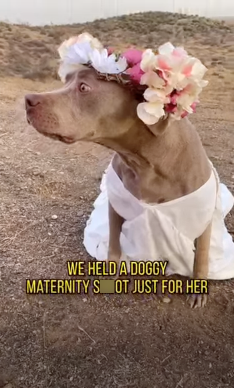 WE HELD A DOGGY MATERNITY S OT JUST FOR HER