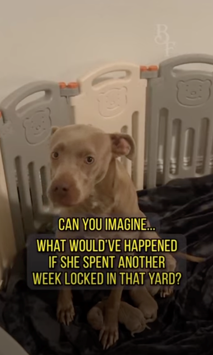 CAN YOU IMAGINE... WHAT WOULD'VE HAPPENED IF SHE SPENT ANOTHER WEEK LOCKED IN THAT YARD?