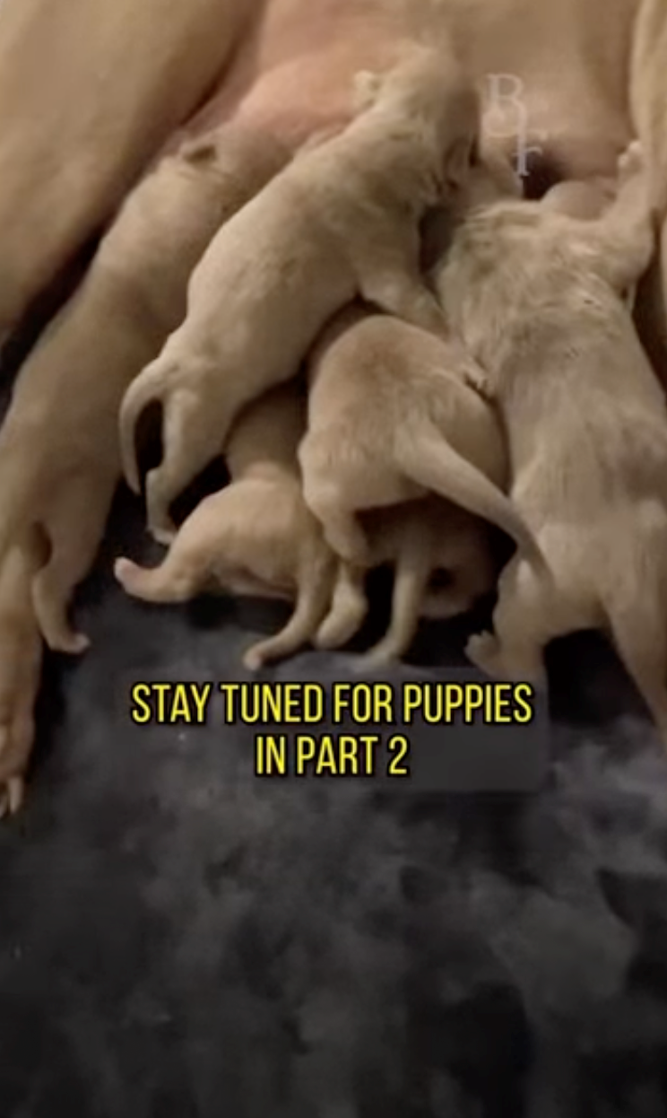STAY TUNED FOR PUPPIES IN PART 2