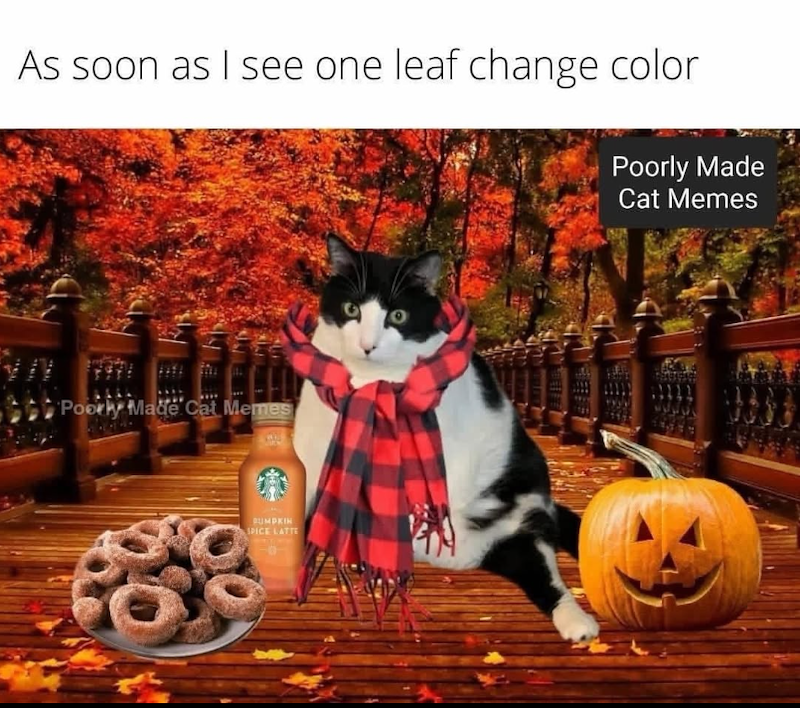 As soon as I see one leaf change color Poorly Made Cat Memes Poorly Made Cat Memes PUMPKIN SPICE LATTE