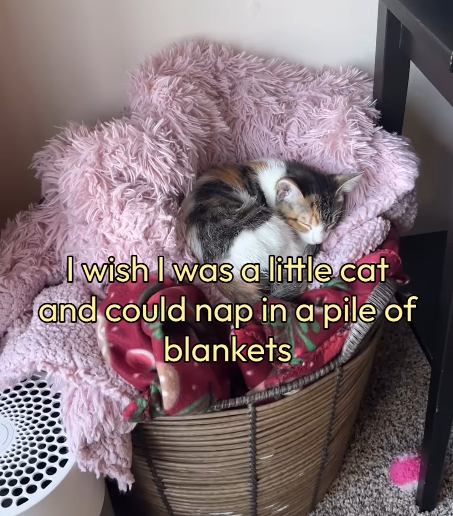I wish I was a little cat and could nap in a pile of blankets