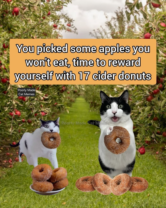 You picked some apples you won't eat, time to reward yourself with 17 cider donuts Poorly Made Cat Memes Poorly Made Cat Mentes