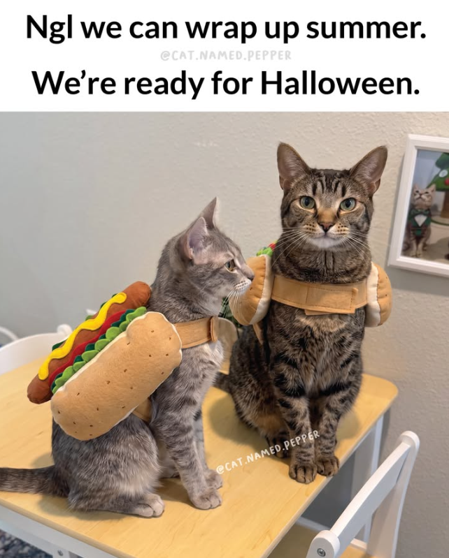 Ngl we can wrap up summer. @CAT.NAMED.PEPPER We're ready for Halloween. @CAT.NAMED.PEPPER O