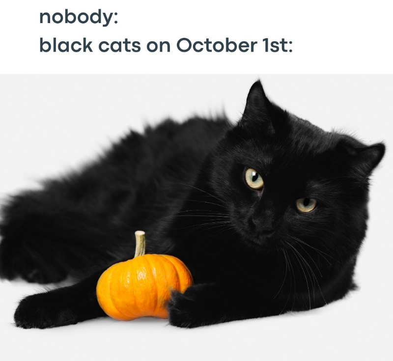 nobody: black cats on October 1st: